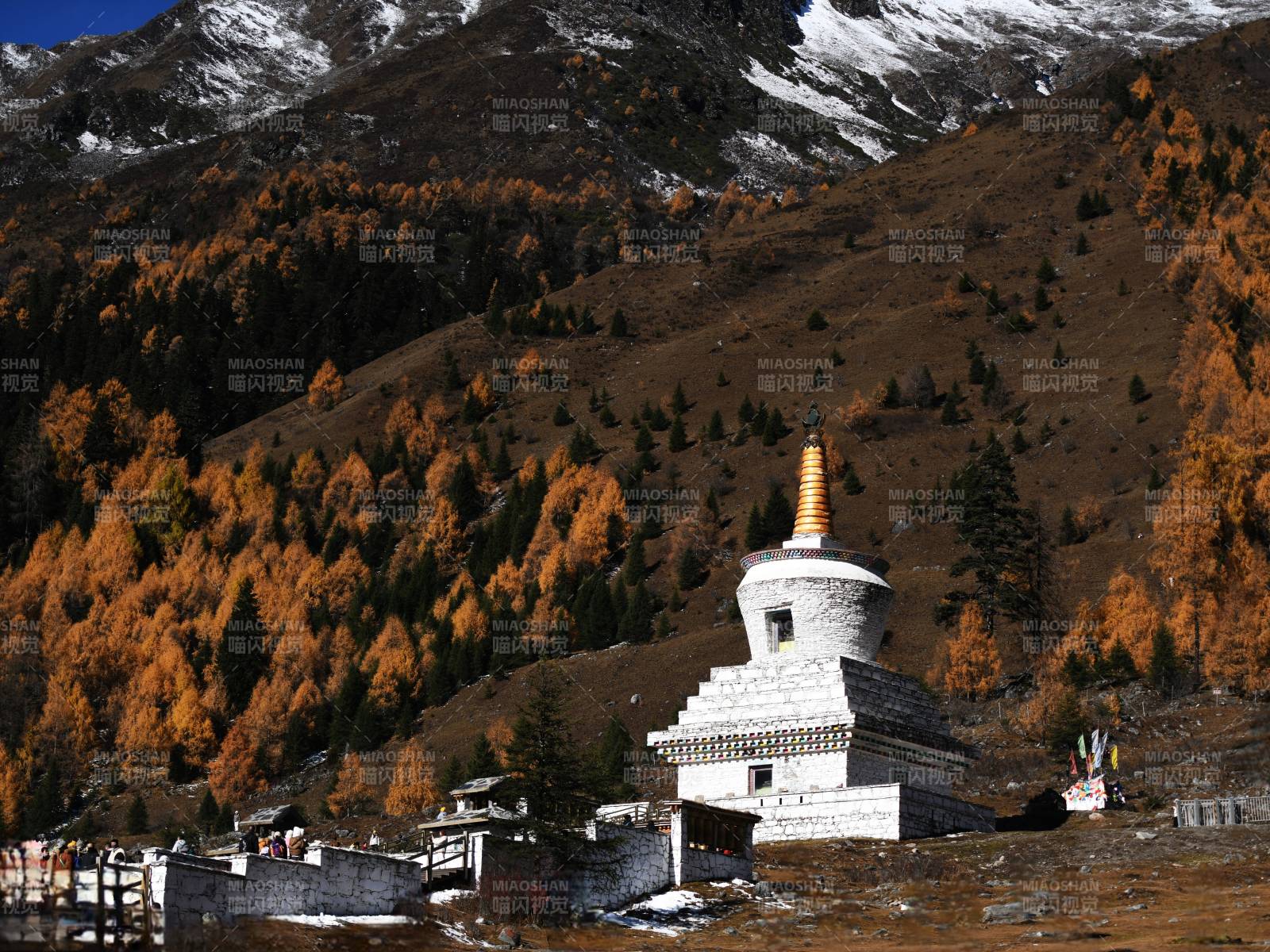 四姑娘山双桥沟雪山秋林白塔图片