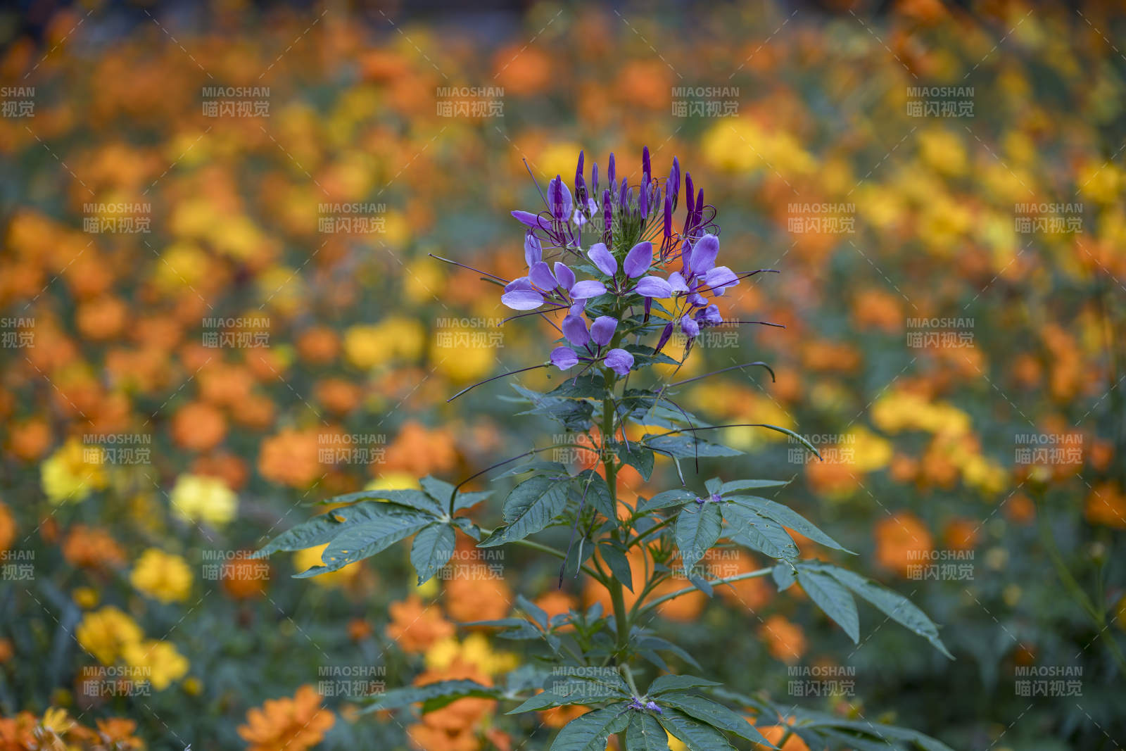 紫花映秋色图片