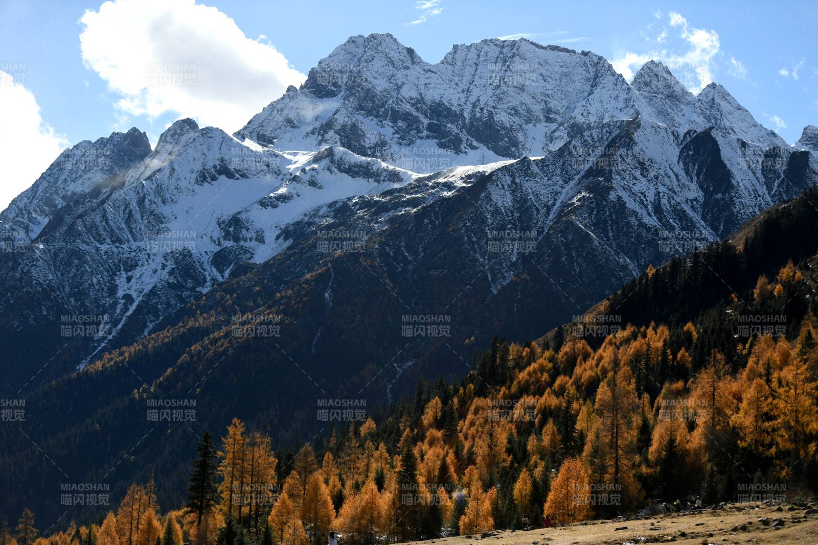 四姑娘山双桥沟雪山秋林美景图片