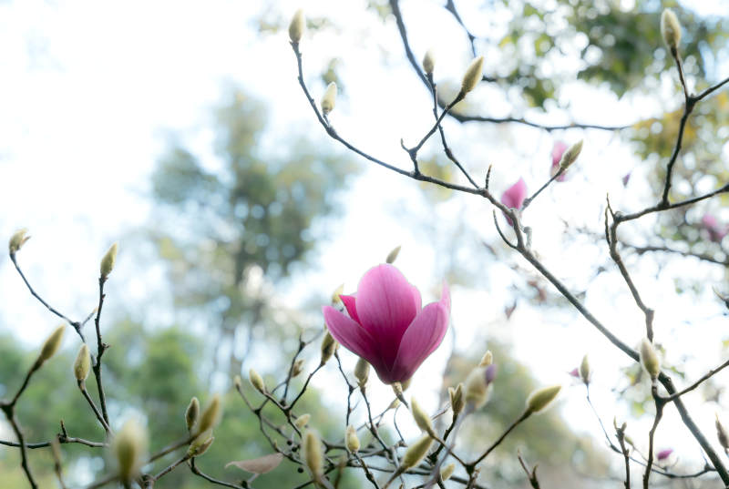 粉玉兰花绽放枝头图片
