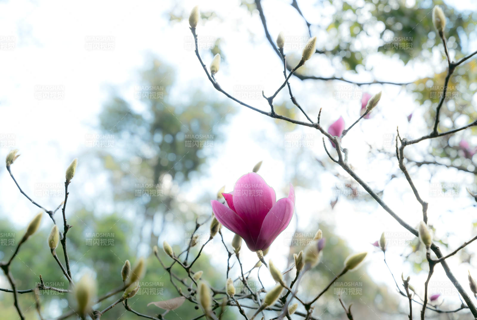 粉玉兰花绽放枝头图片