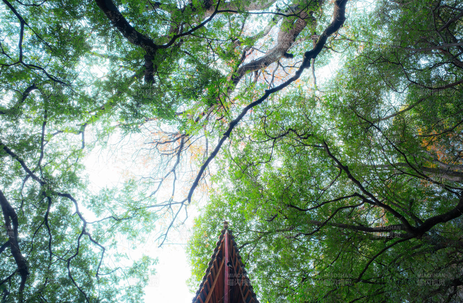 树冠枝叶下的古屋檐图片