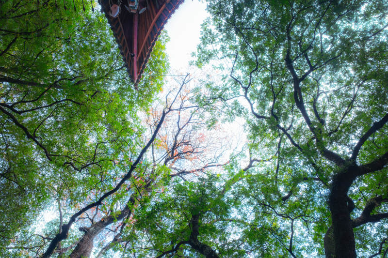 相互映衬下的树影与古屋檐图片