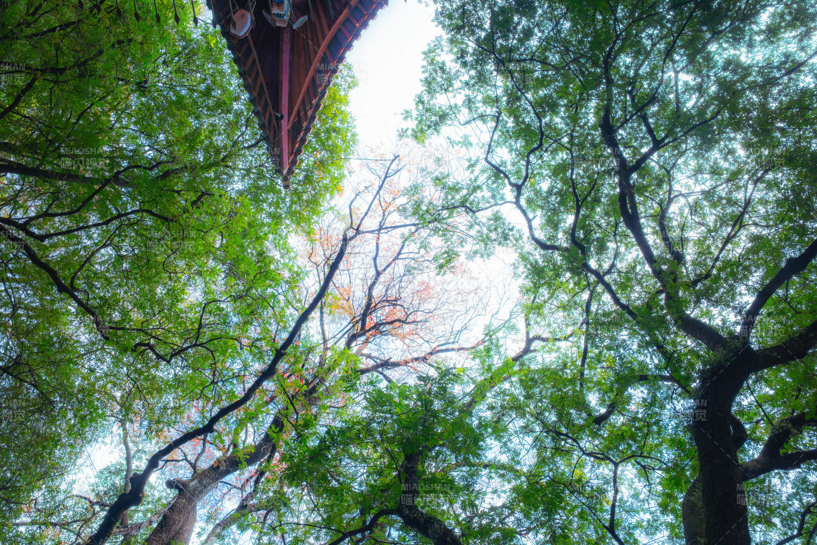 相互映衬下的树影与古屋檐图片