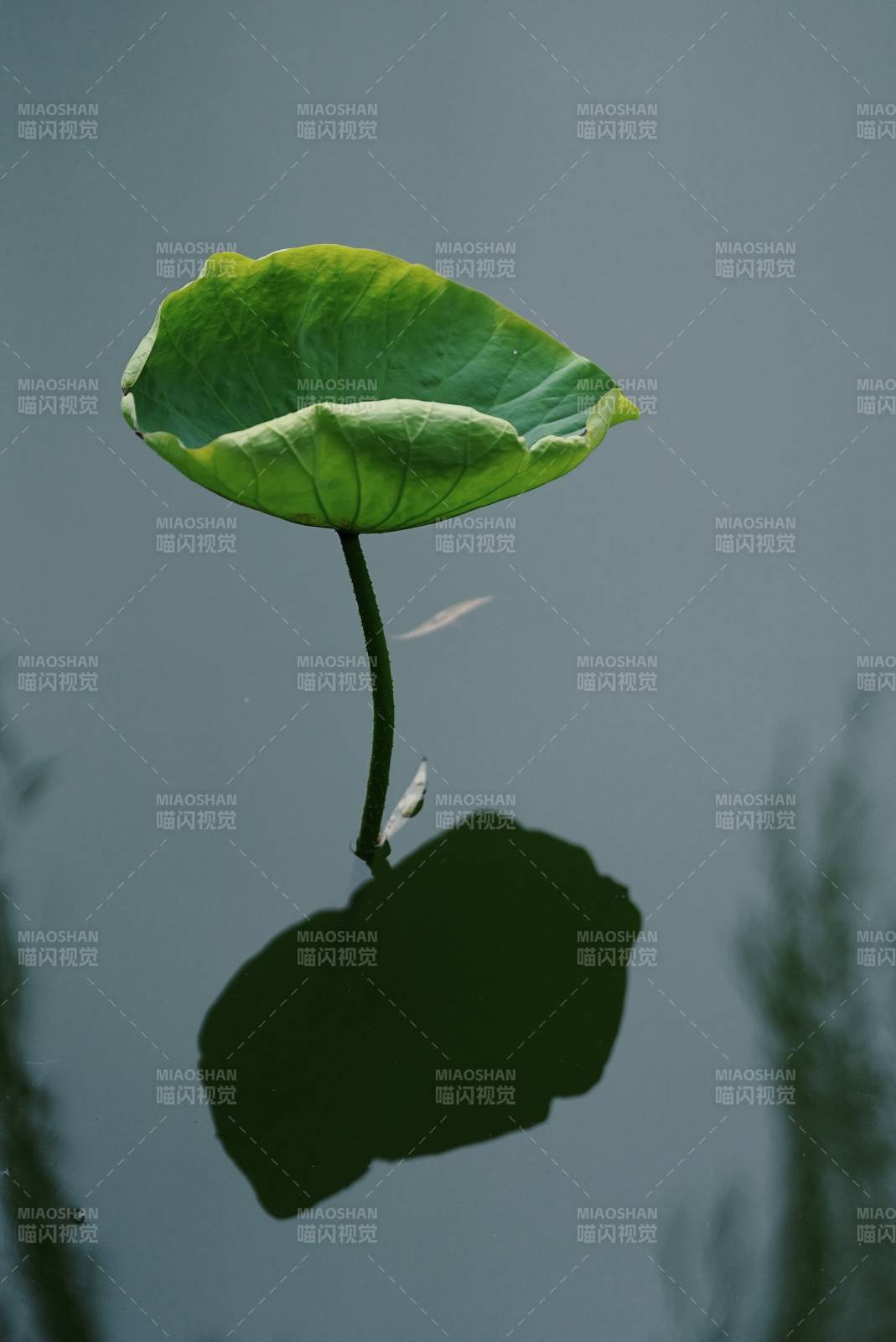 荷叶映水静图片