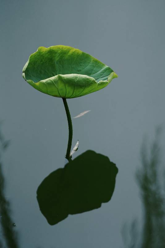 荷叶映水静图片
