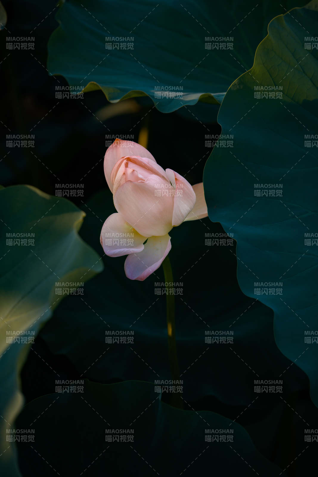 粉莲静绽图片