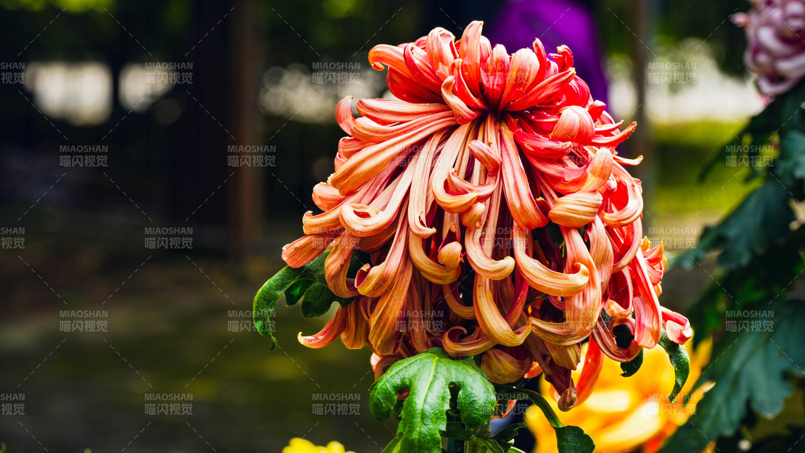 秋菊绽放 色彩斑斓图片