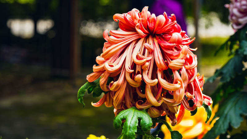 秋菊绽放 色彩斑斓图片