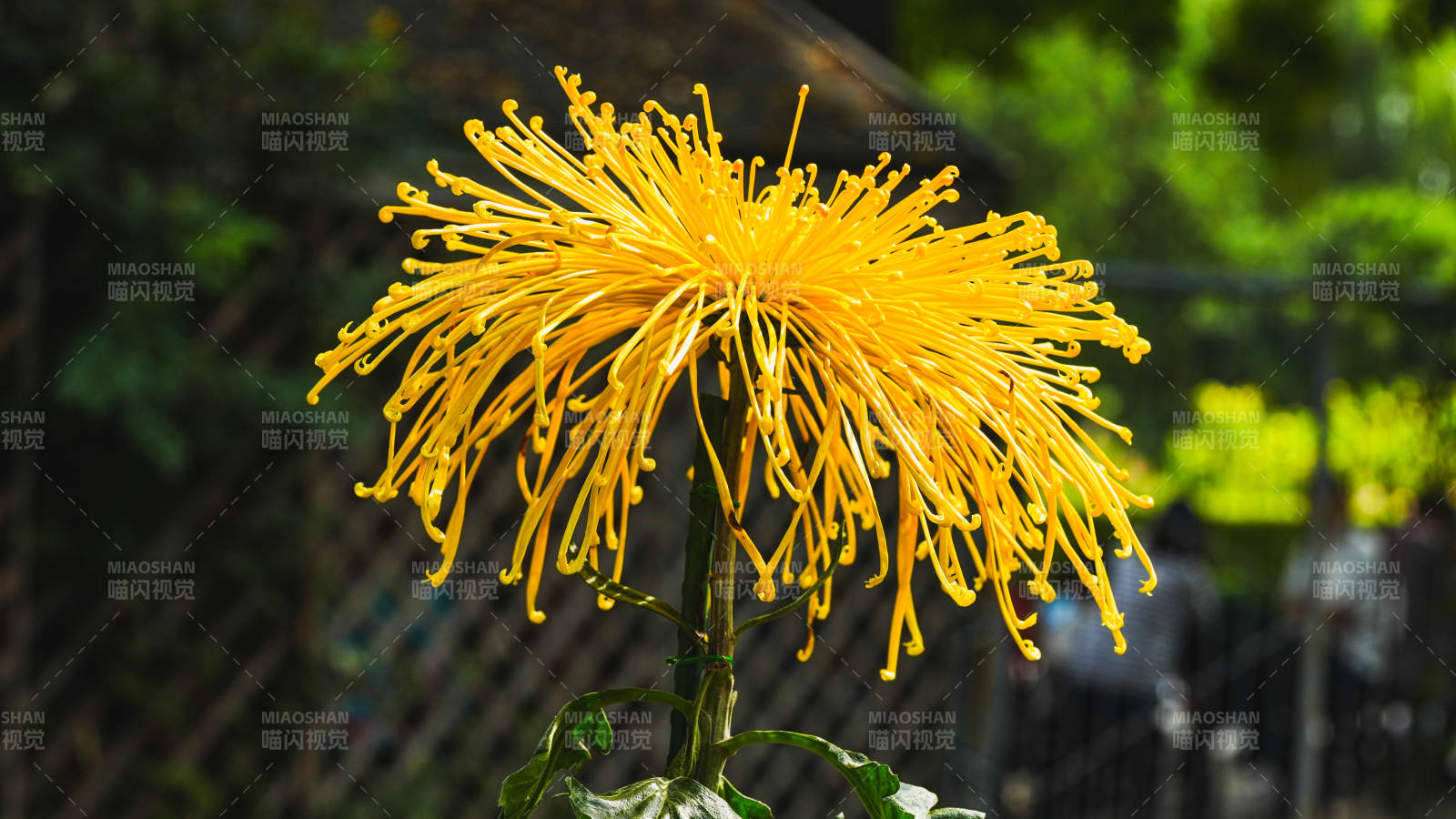 金丝菊绽放图片