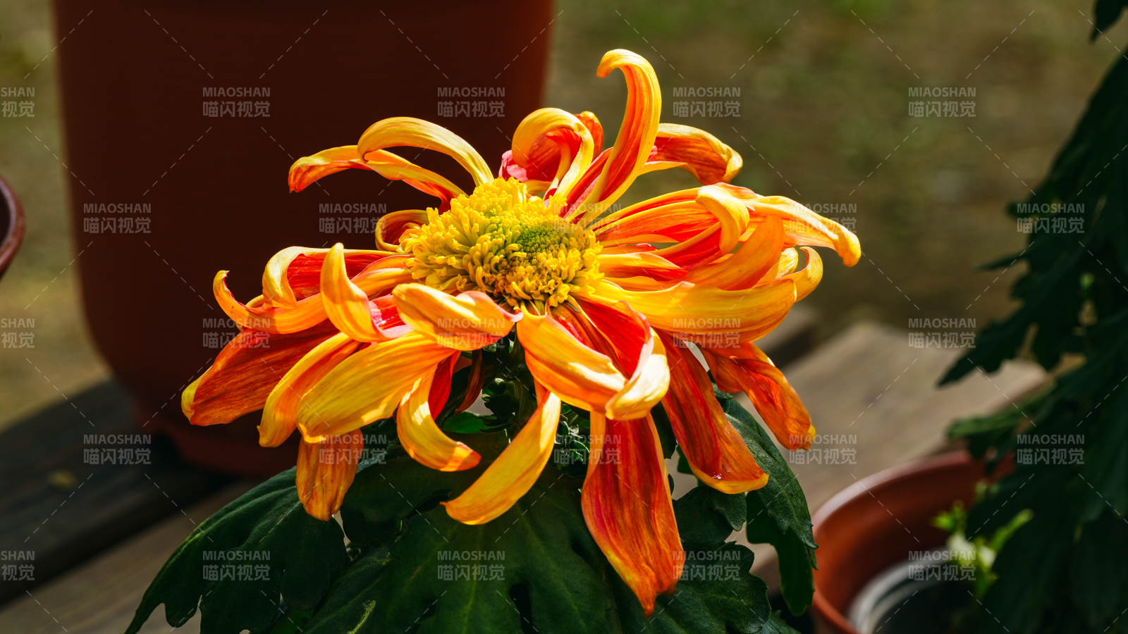 橙黄菊花绽放图片