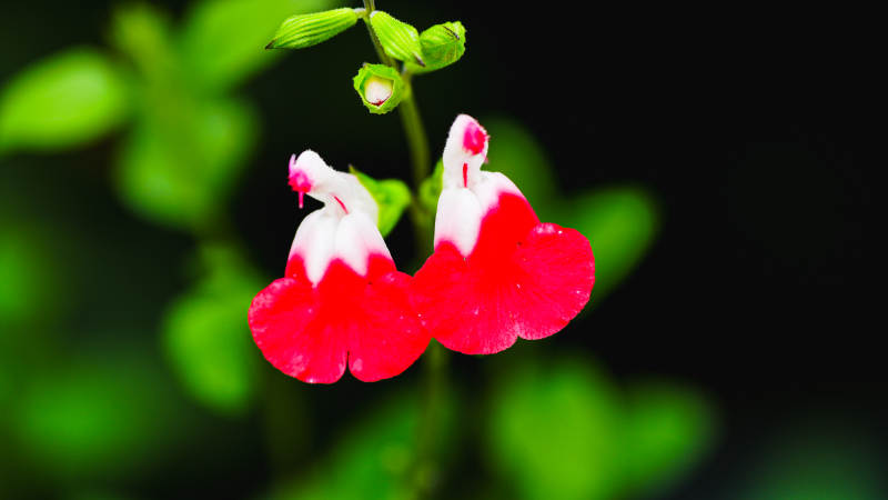 国家植物园红白相间的花朵图片