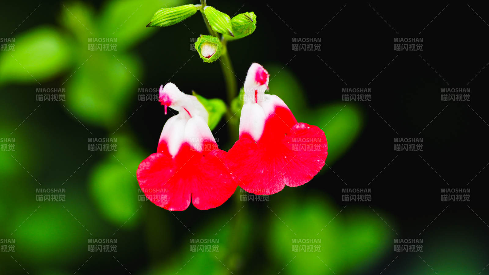 国家植物园红白相间的花朵图片