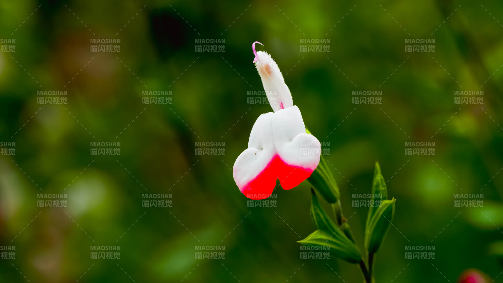 国家植物园红白相间的花朵图片