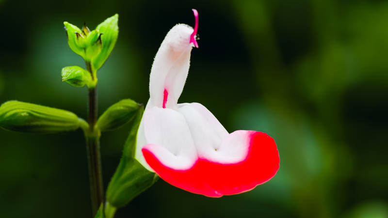 国家植物园红白相间的花图片