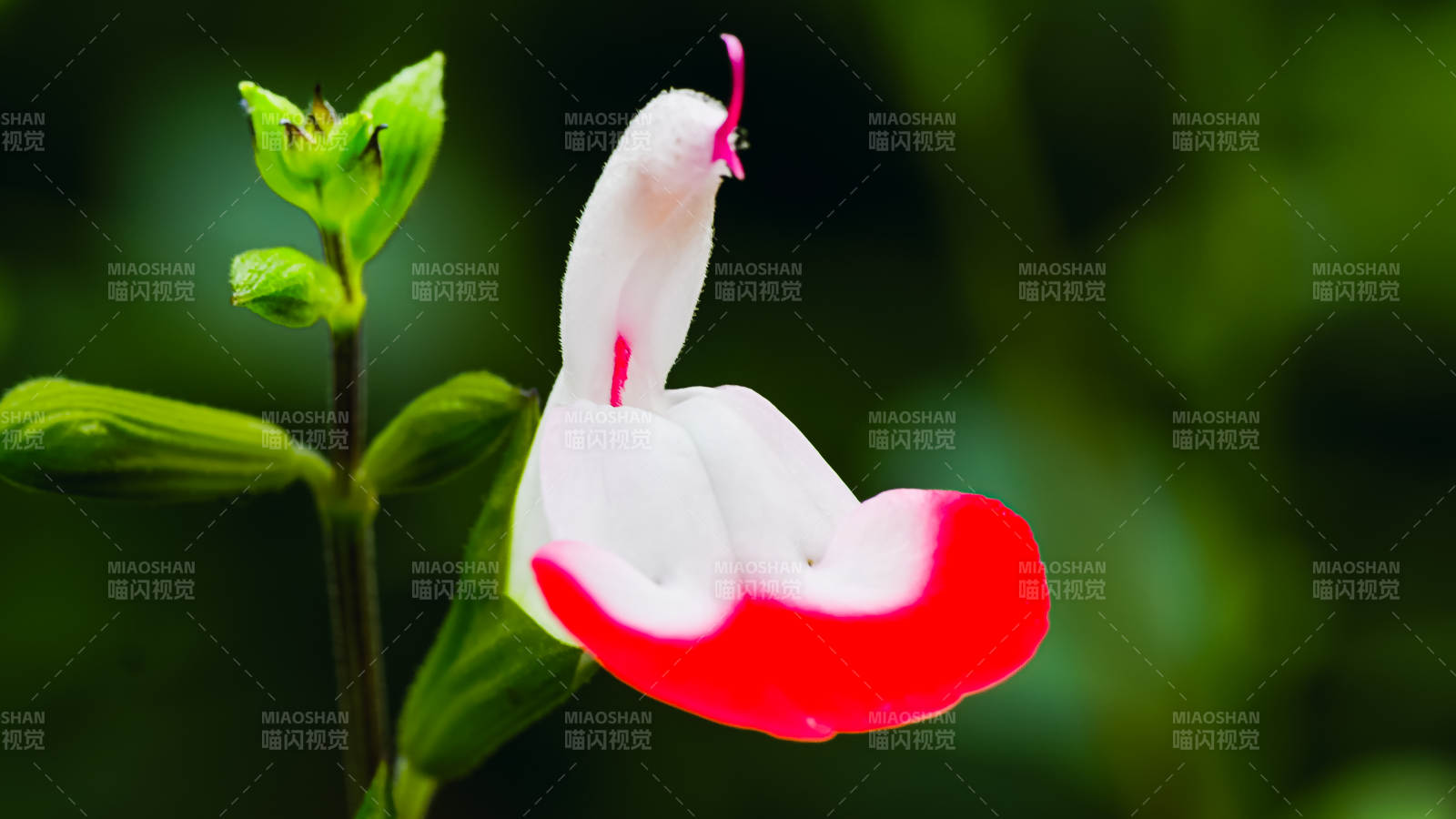 国家植物园红白相间的花图片