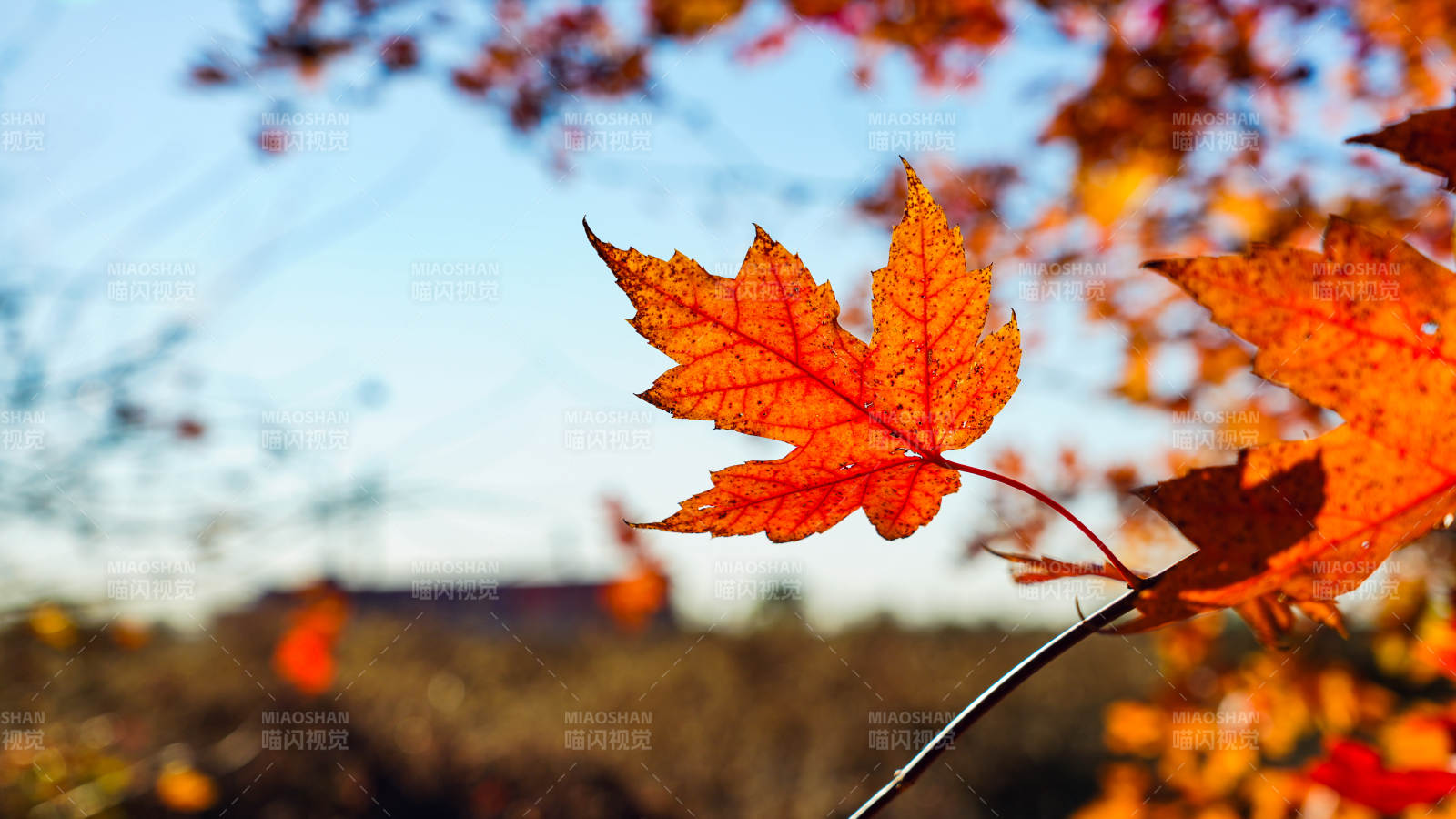 秋叶映蓝天图片