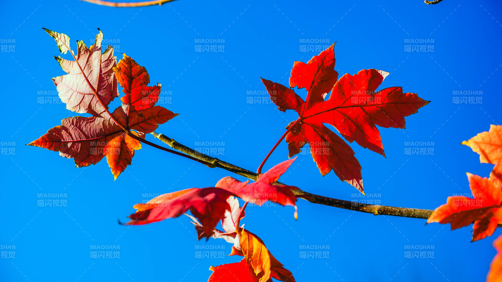 秋叶映蓝天图片