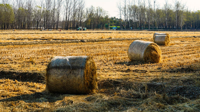 金秋田野草垛图片