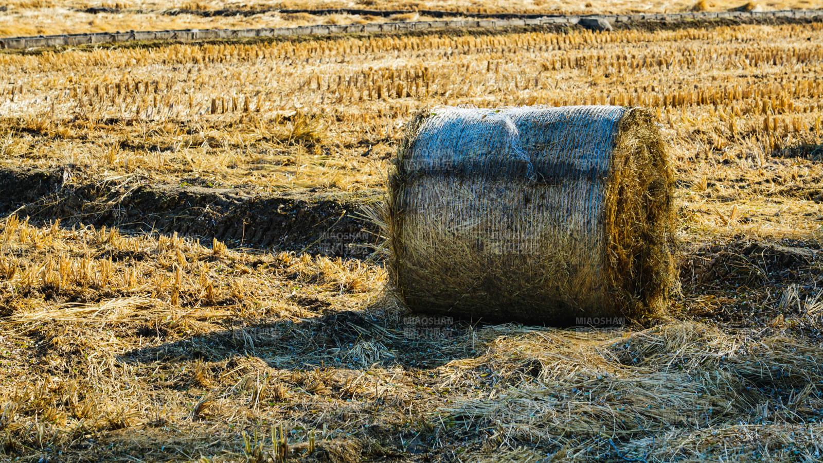 金秋麦田草垛图片