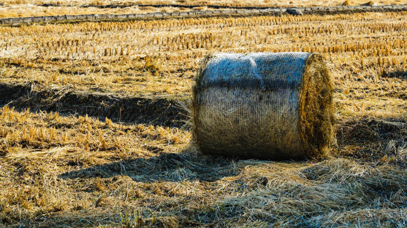 金秋麦田草垛图片