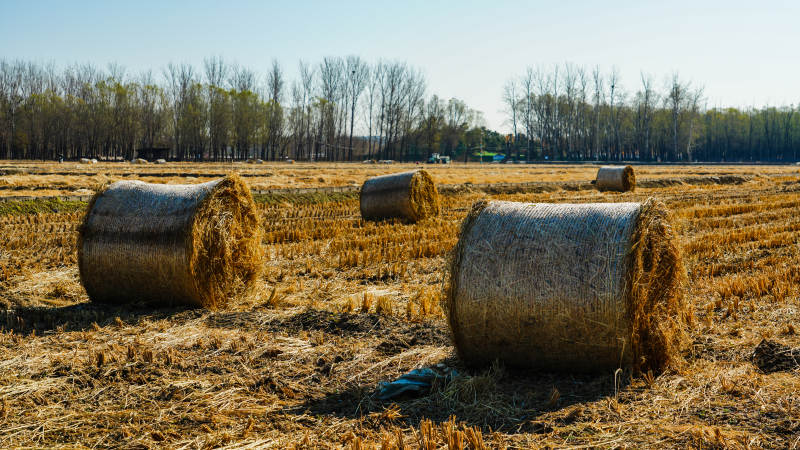 金秋麦田草垛图片