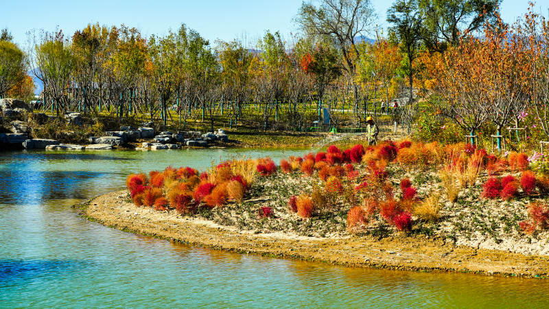 玉河湿地公园秋湖花影图片