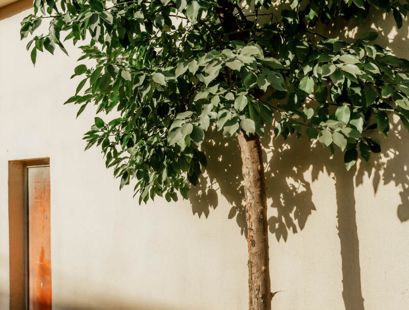 树影斑驳墙边图片