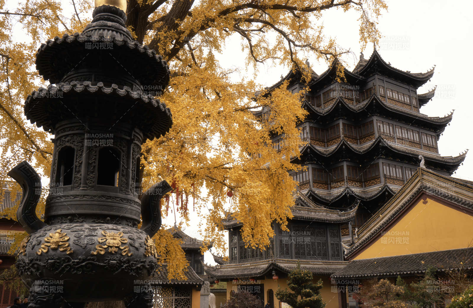 古寺秋色 金叶映塔图片