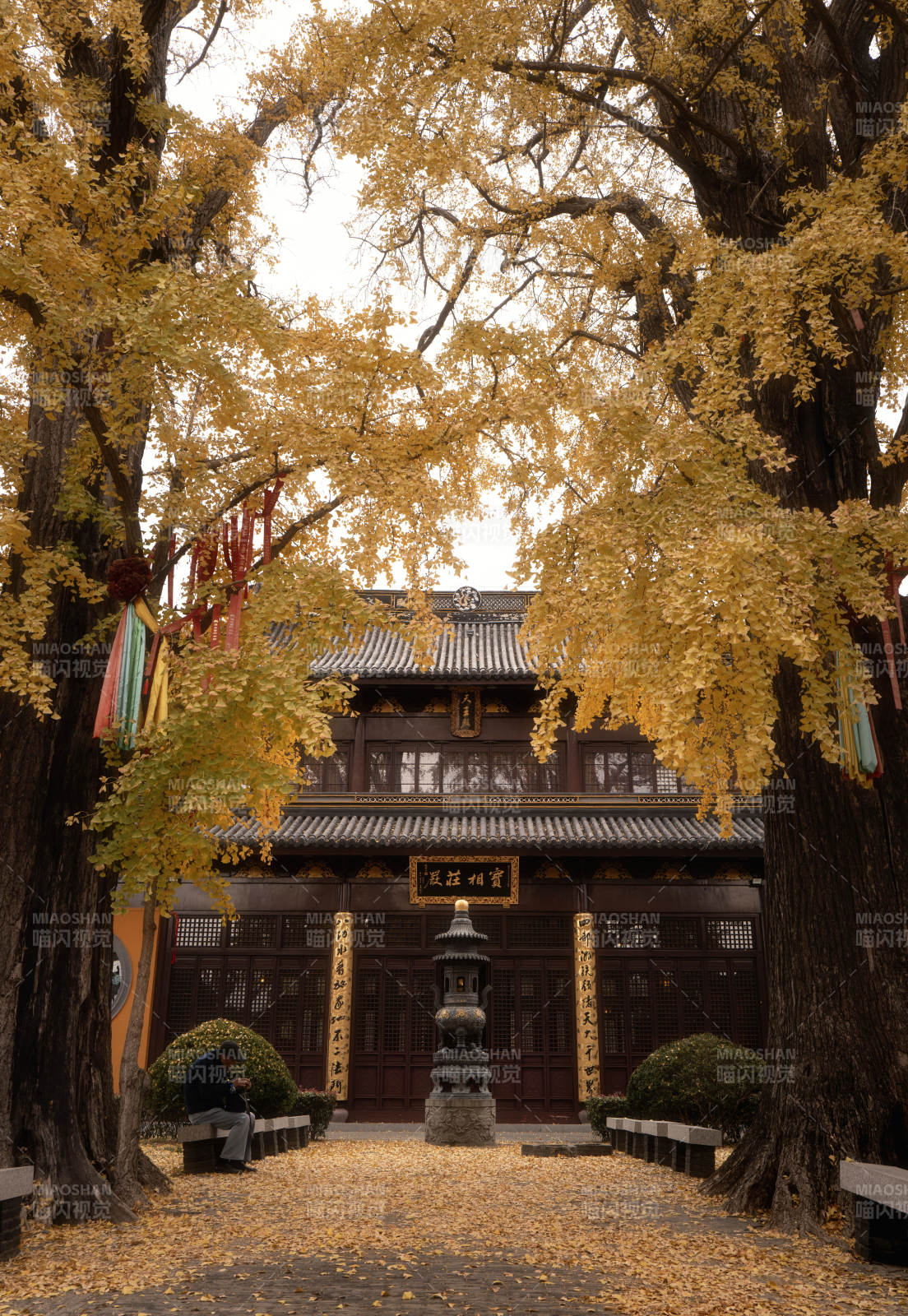 秋日古寺金叶飘图片