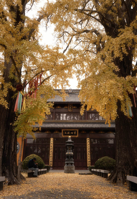 秋日古寺金叶飘图片