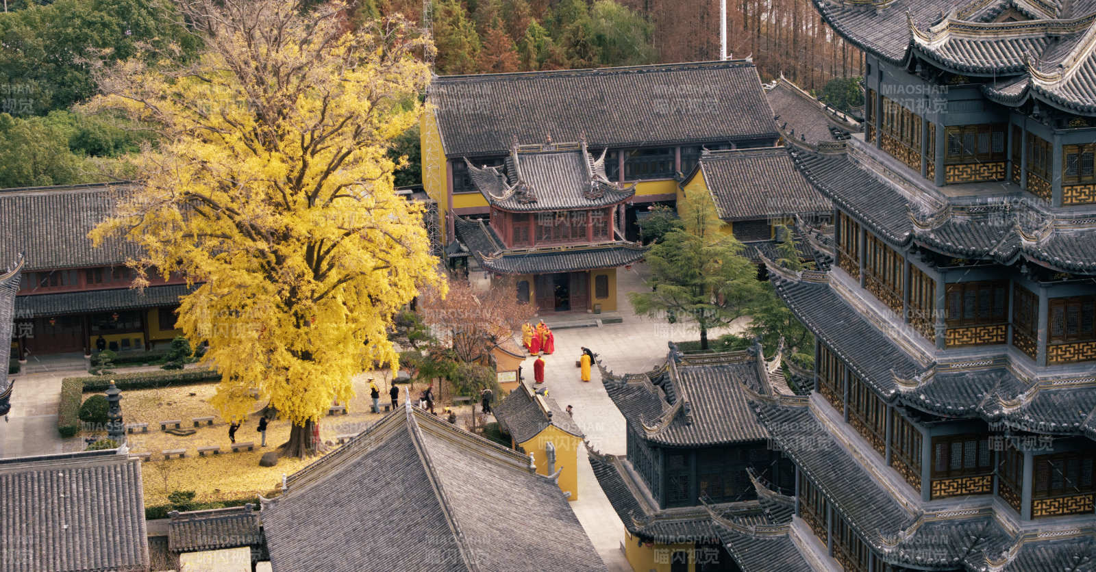 古寺秋色黄叶纷飞图片