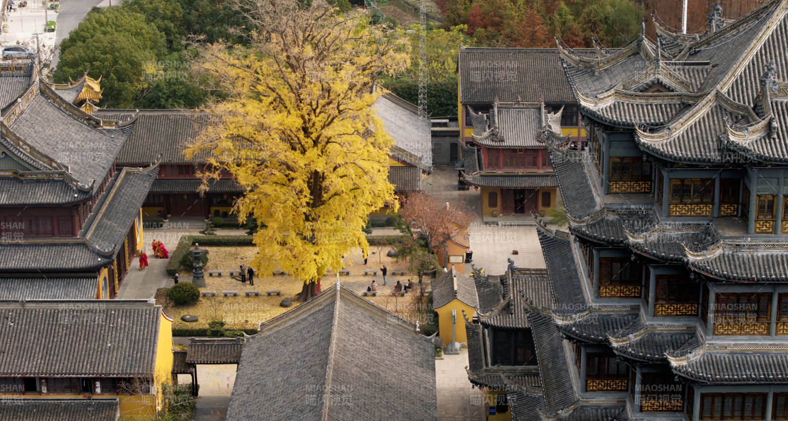 古寺秋色 黄叶纷飞图片