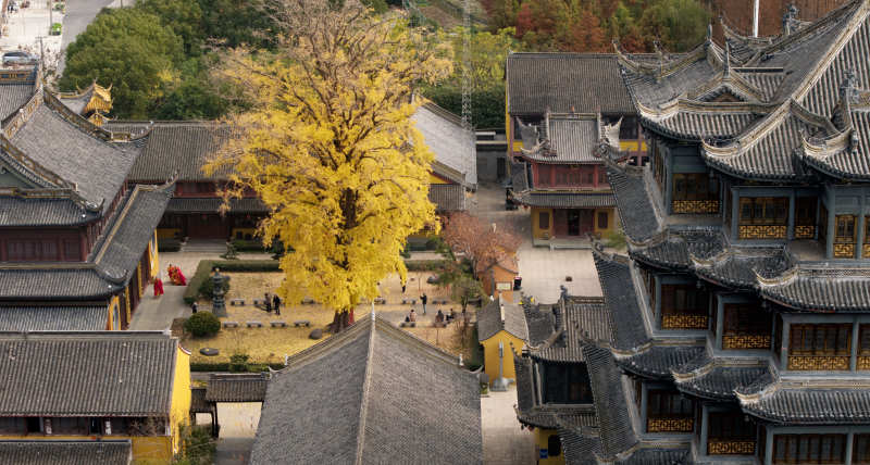 古寺秋色 黄叶纷飞图片