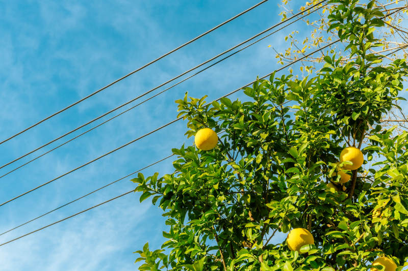 柠檬树与蓝天图片