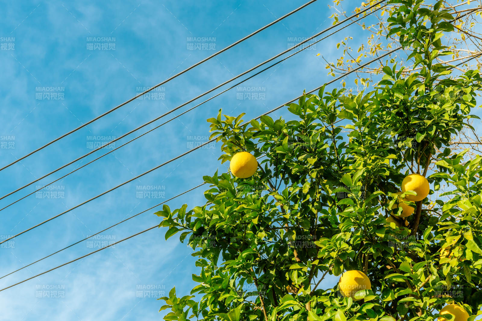 柠檬树与蓝天图片