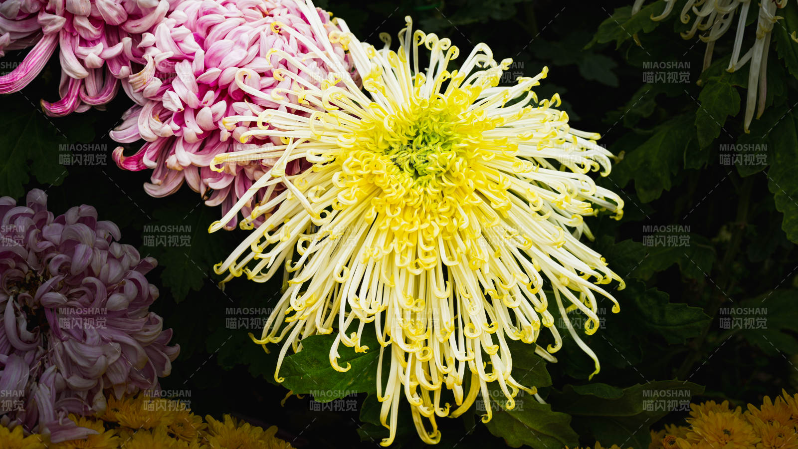 菊花绽放 色彩斑斓图片