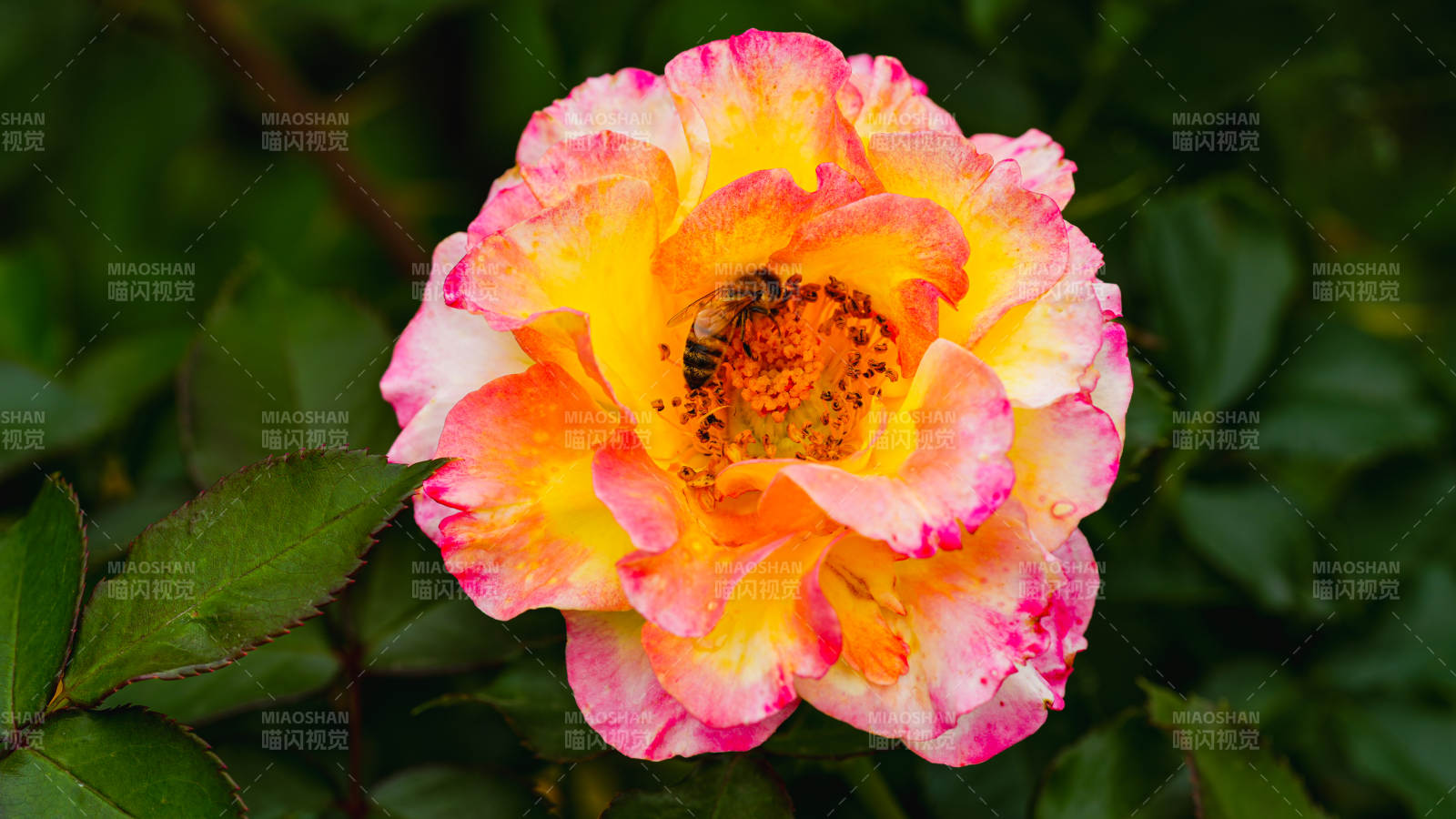 彩瓣玫瑰绽放图片