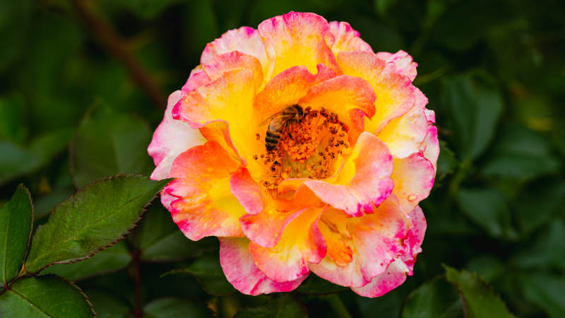 彩瓣玫瑰绽放图片