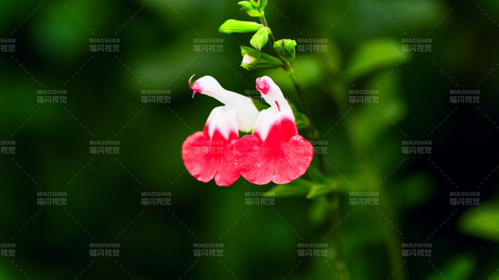 国家植物园粉白相间的花朵图片