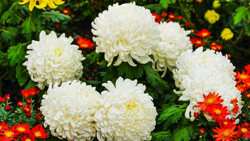 白菊绽放 色彩斑斓图片