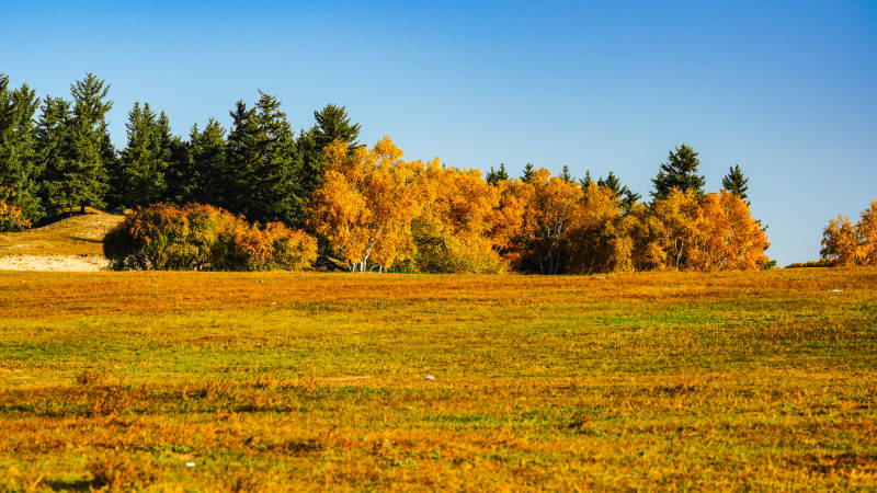 乌兰布统秋日田野风光图片