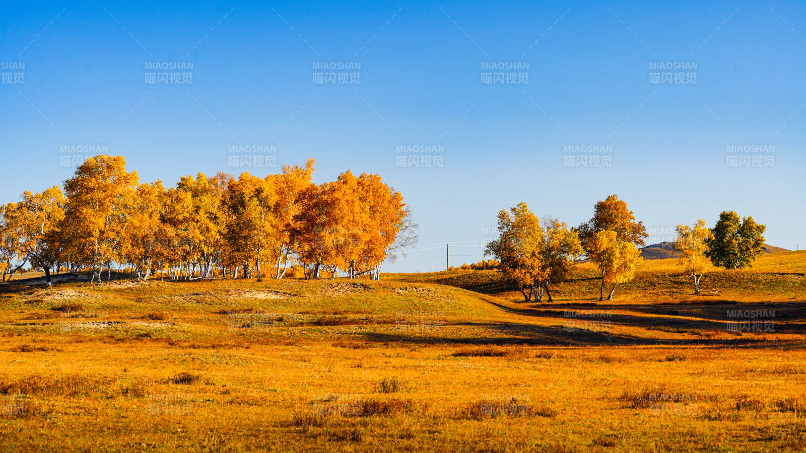 乌兰布统秋日金黄草原图片