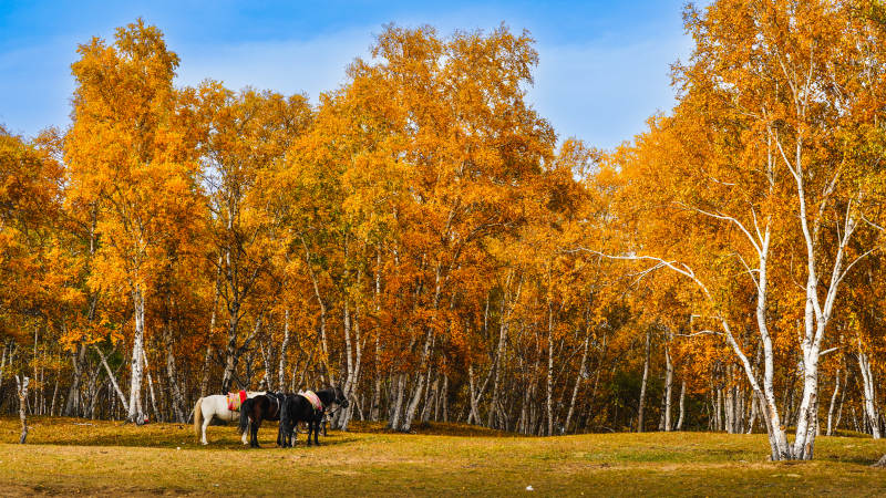 乌兰布统秋林马影图片