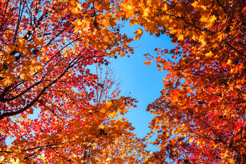 秋叶映蓝天图片
