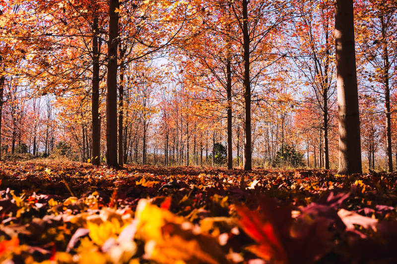 秋林落叶美景图片