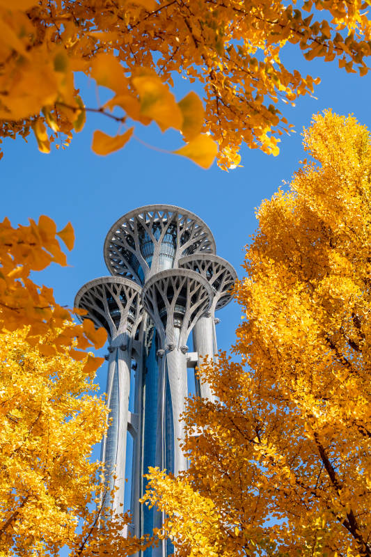 秋叶映奥塔图片