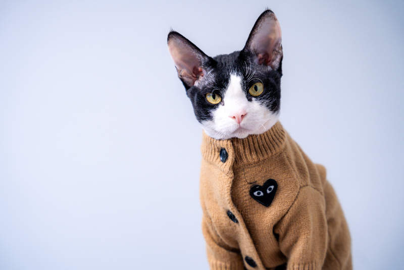 猫咪穿毛衣图片