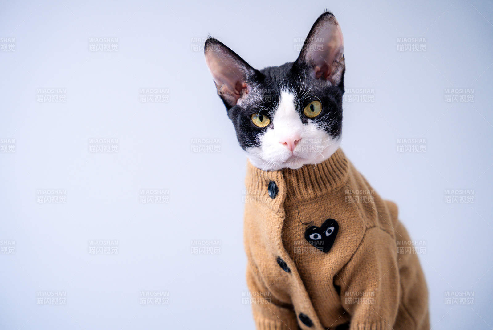 猫咪穿毛衣图片