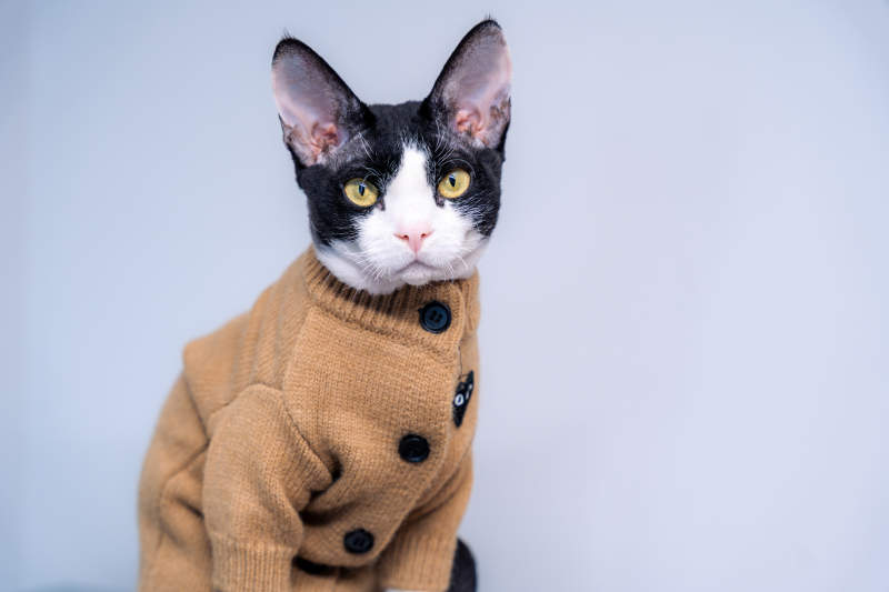 穿毛衣的猫咪图片